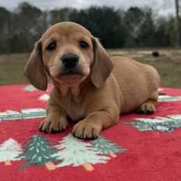 Shaded Boy - Red male Dachshund puppy in Defuniak Springs, Florida from Anastasia Knight's Cocker Spaniels