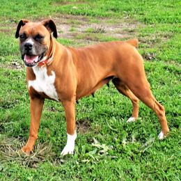 Boxers from Premier Boxers