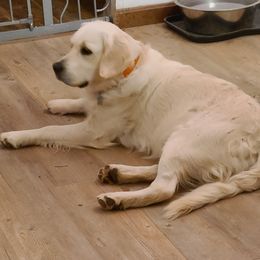 Willow - Golden Retriever