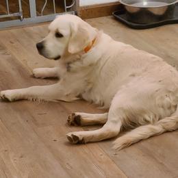 Willow - Golden Retriever