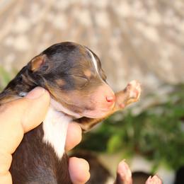 Boy 4 - male Australian Mountain Doodle puppy in Mississippi from Ewing Acres