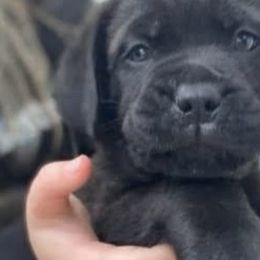 Cane Corso from Jacqualyns Cane Corso