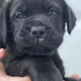 Cane Corso from Jacqualyns Cane Corso