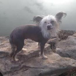 Tinker - Chinese Crested