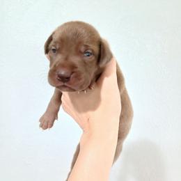 Sebastian - Chocolate male Great Dane puppy in Marshall, Michigan from Dream K9