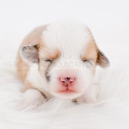 Lumi - Red merle and white female American Corgi puppy in Santaquin, Utah from Blacktail Mountain Corgis