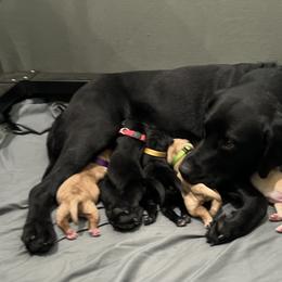 Girl 1 - Labrador Retriever puppy in Independence, Oregon from Buena Vista Labradors