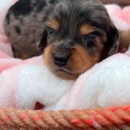Diana - Dapple female Dachshund puppy in Paris, Texas from Michel Creek Kennel