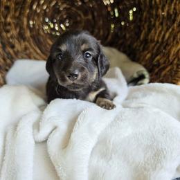 Louisa - Black and tan female Dachshund puppy in Watertown, New York from Valley Springs Daschunds