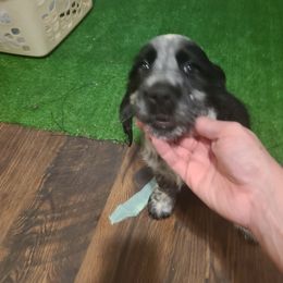 English Springer Spaniel Puppies from Savannah River Springers