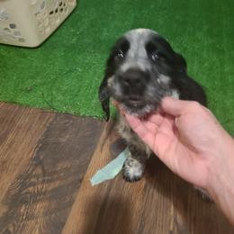 English Springer Spaniel Puppies from Savannah River Springers