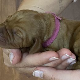 Vizsla Puppies from Carlson Vizslas