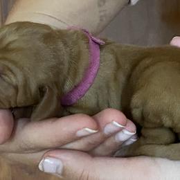 Vizsla Puppies from Carlson Vizslas