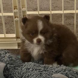 Bestie - Chocolate female Pomeranian puppy in Climax, North Carolina from Angel Pomeranians