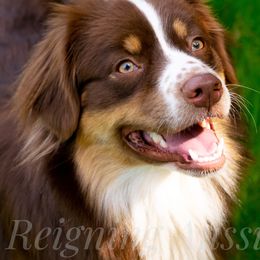 Australian Shepherds from Reigning Aussies