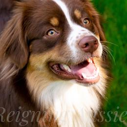 Australian Shepherds from Reigning Aussies