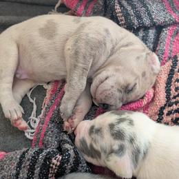 Sherlock - Merle male Great Dane puppy in Turon, Kansas from RCM Great Danes