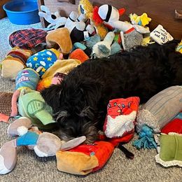 Miniature Schnauzer Puppies from A'Lord Miniature Schnauzer