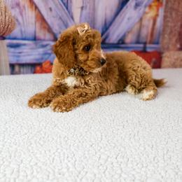 Alice - Red  female Goldendoodle puppy in Apopka, Florida from Rae Precious Puppies