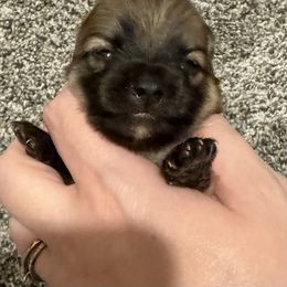 Jingle - Orange sable female Pomeranian puppy in Eden, North Carolina from Whippoorwill Pomeranians