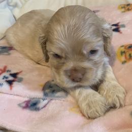 Boy 1 - Buff male Cocker Spaniel puppy in Gadsden, Alabama from Rich Cat’s