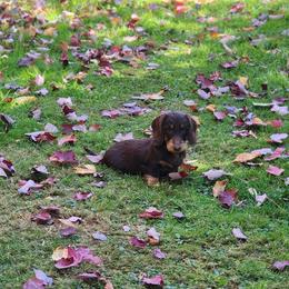 Teddy - Chocolate and tan male Dachshund puppy in Onalaska, Washington from Divine Teckel Tails