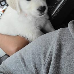 Golden Retriever Puppies from Southern Golden Retrievers