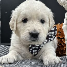Golden Retriever Puppies from Arden Hill Goldens