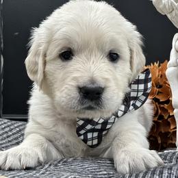 Golden Retriever Puppies from Arden Hill Goldens