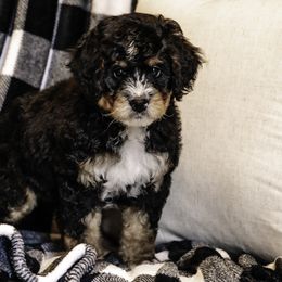 White Boy - Bernedoodle puppy from Duneland Doodles