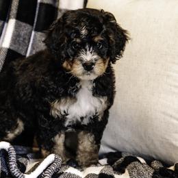 White Boy - Bernedoodle puppy from Duneland Doodles