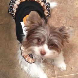 Biewer Terrier Puppies from Licks and Wags