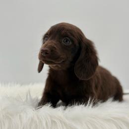 Olive - Chocolate female Dachshund puppy in Litchfield, Illinois from Charmm Dachshunds