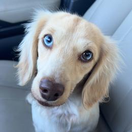 Polly - Dachshund