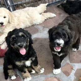 Goldendoodle and Bearded Retriever Puppies from Emma Lee Doodles