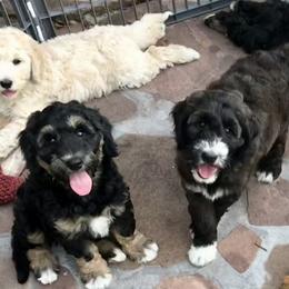 Goldendoodle and Bearded Retriever Puppies from Emma Lee Doodles