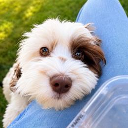 Spot - Brown and white female Cockapoo puppy in Millville, California from Hope Lane Kennels