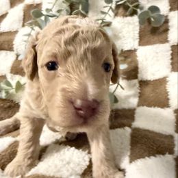 Teddy - Cream male Goldendoodle puppy in Litchfield, Connecticut from Gracie Doodles CT