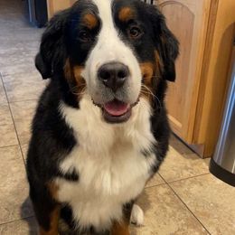 Betty - Bernese Mountain Dog