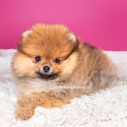Pomeranian Puppies from Candy Shop Poms