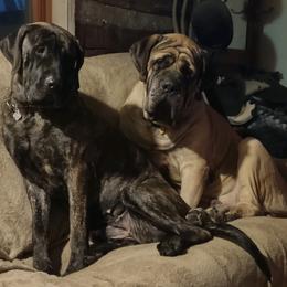 Mastiffs from Sue Blickenstaff's Mastiffs