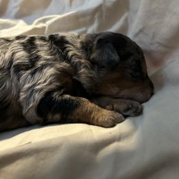 Male-Merle - Sable Poodle puppy in York, Pennsylvania from Oodlez of Mini Poodles