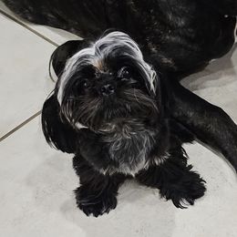 Mia - Shih Tzu