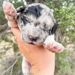 Cowboy - Sheepadoodle puppy in Fairview, Utah from Barney family farm