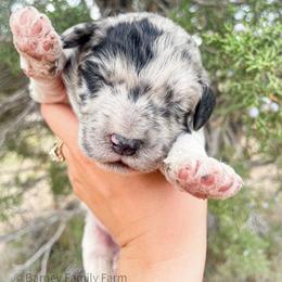 Cowboy - Sheepadoodle puppy in Fairview, Utah from Barney family farm