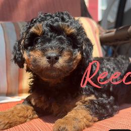 Reece - Phantom female Poodle puppy in Salem, Missouri from Meadowbrook Poodles