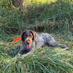 German Wirehaired Pointer puppies from Chester Hill Farm