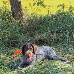 German Wirehaired Pointer puppies from Chester Hill Farm