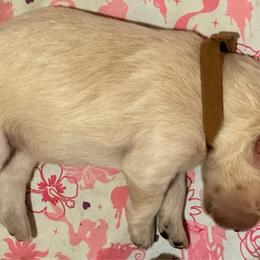 Girl 1 - Cream female Goldendoodle puppy in Gig Harbor, Washington from Sandy’s Goldendoodles
