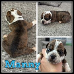 Manny - Fawn and white male Olde English Bulldogge puppy in Wheeler, Michigan from Haase Family Kennels